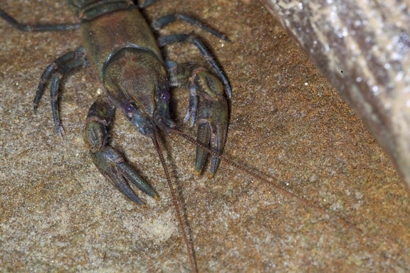 greenbrier, crayfish