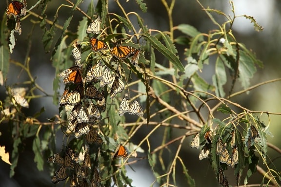 papillons monarques, annuel, la migration, l'été, l'élevage