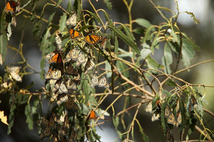 Monarch butterflies, jaarlijkse, migratie, zomer, fok