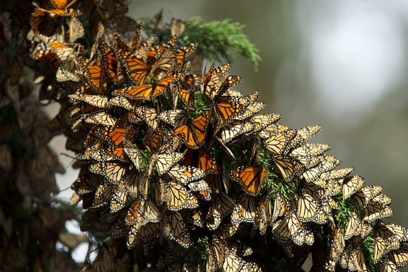 papillons monarques, les migrations, les insectes