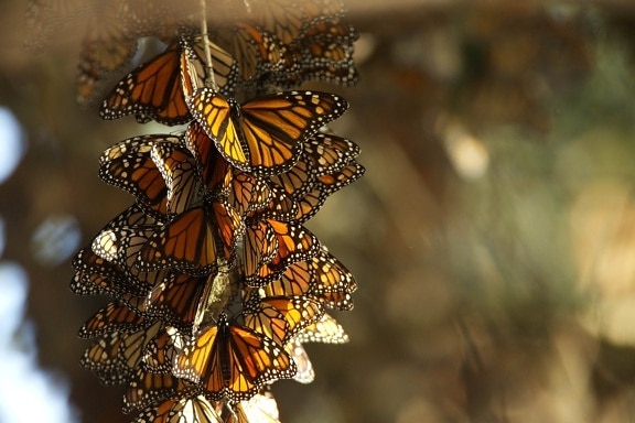 fluturi monarh, vara, reproducere, habitat, iernat, din motive
