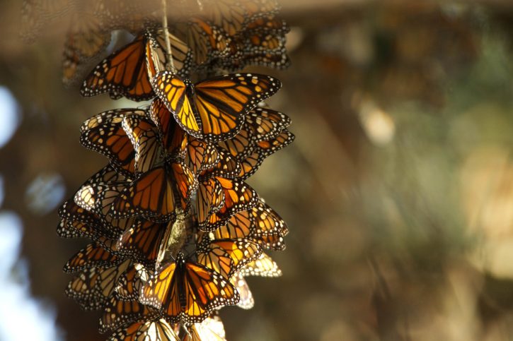 Monarch sommerfugle, sommer, avl, habitat, overvintring, haven