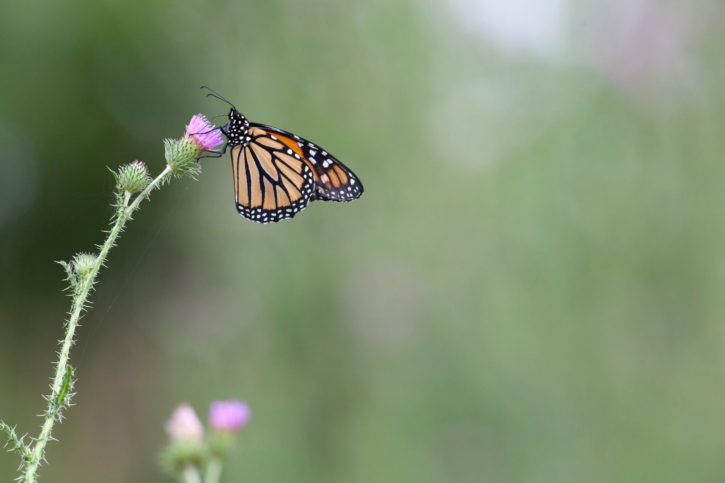 kupu-kupu Monarch, berbunga, bunga liar, thistle, tanaman, alam
