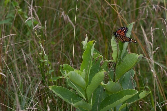 papillon monarque, l'asclépiade, plante