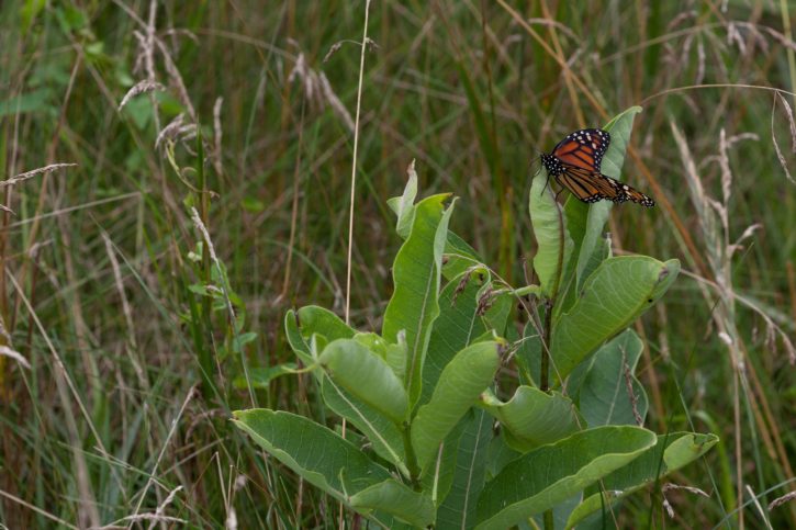 monarch butterfly, milkweed, plant