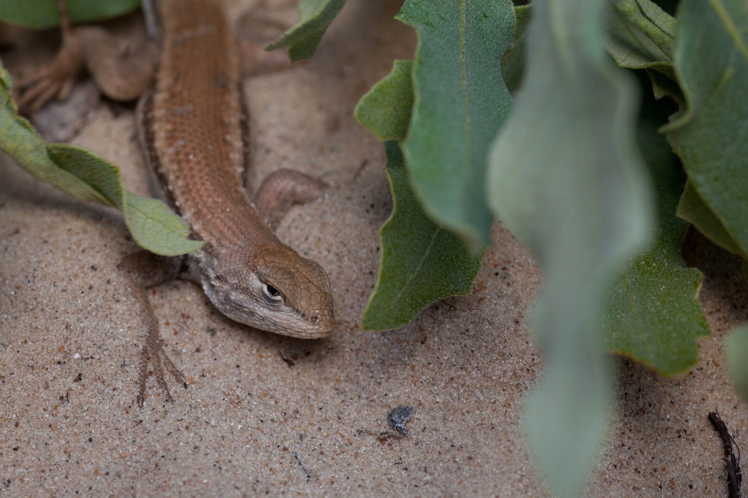 Free Picture: Reptile, Animal, Dunes, Sagebrush, Lizard