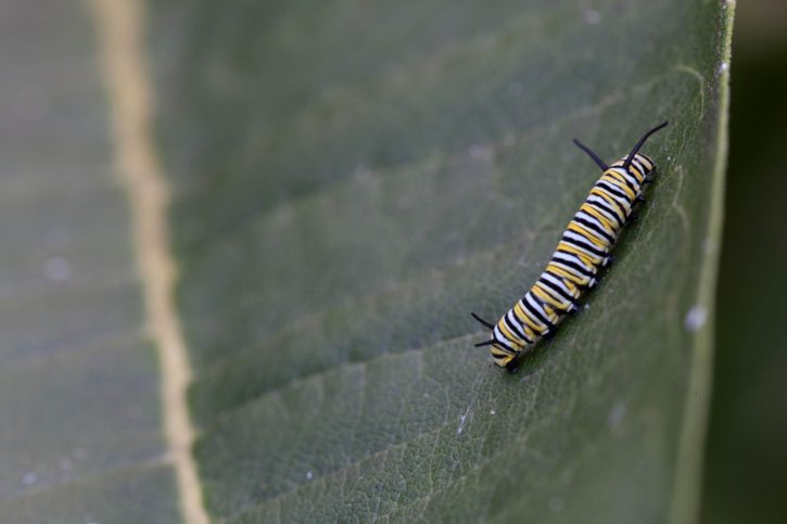 single, insect, butterfly, larvae, leaf
