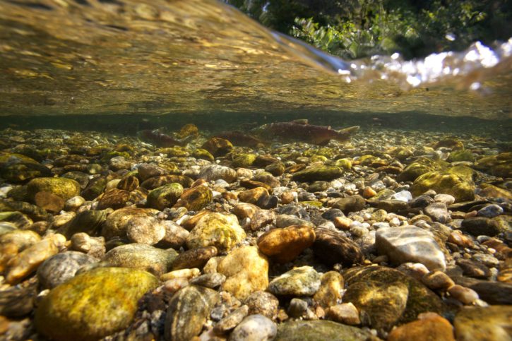 紅鮭、スポーン、魚