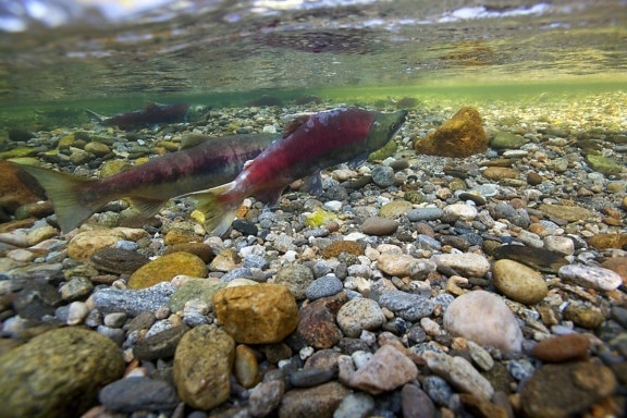 le saumon rouge, le saumon, spawn, Wenatchee, rivière