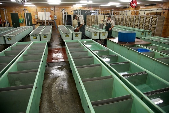 spawning, facilities, fall, chinook, salmon
