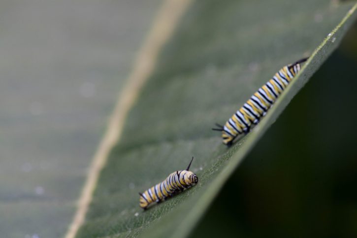 two, butterfly, larvae, feeding