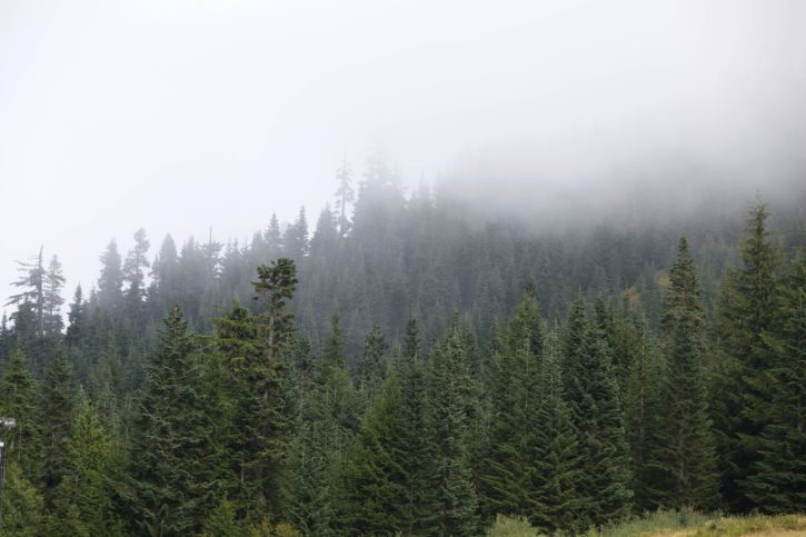 western, evergreen, forests
