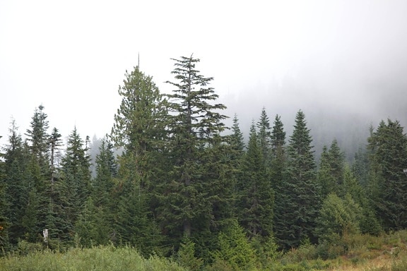 Западна, зеленикаво, дърво, гора