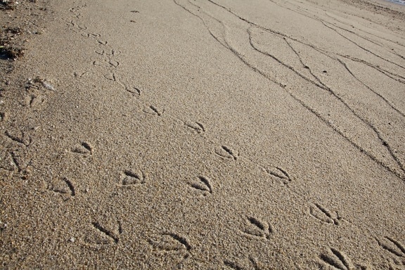 bird, animal, tracks, sand