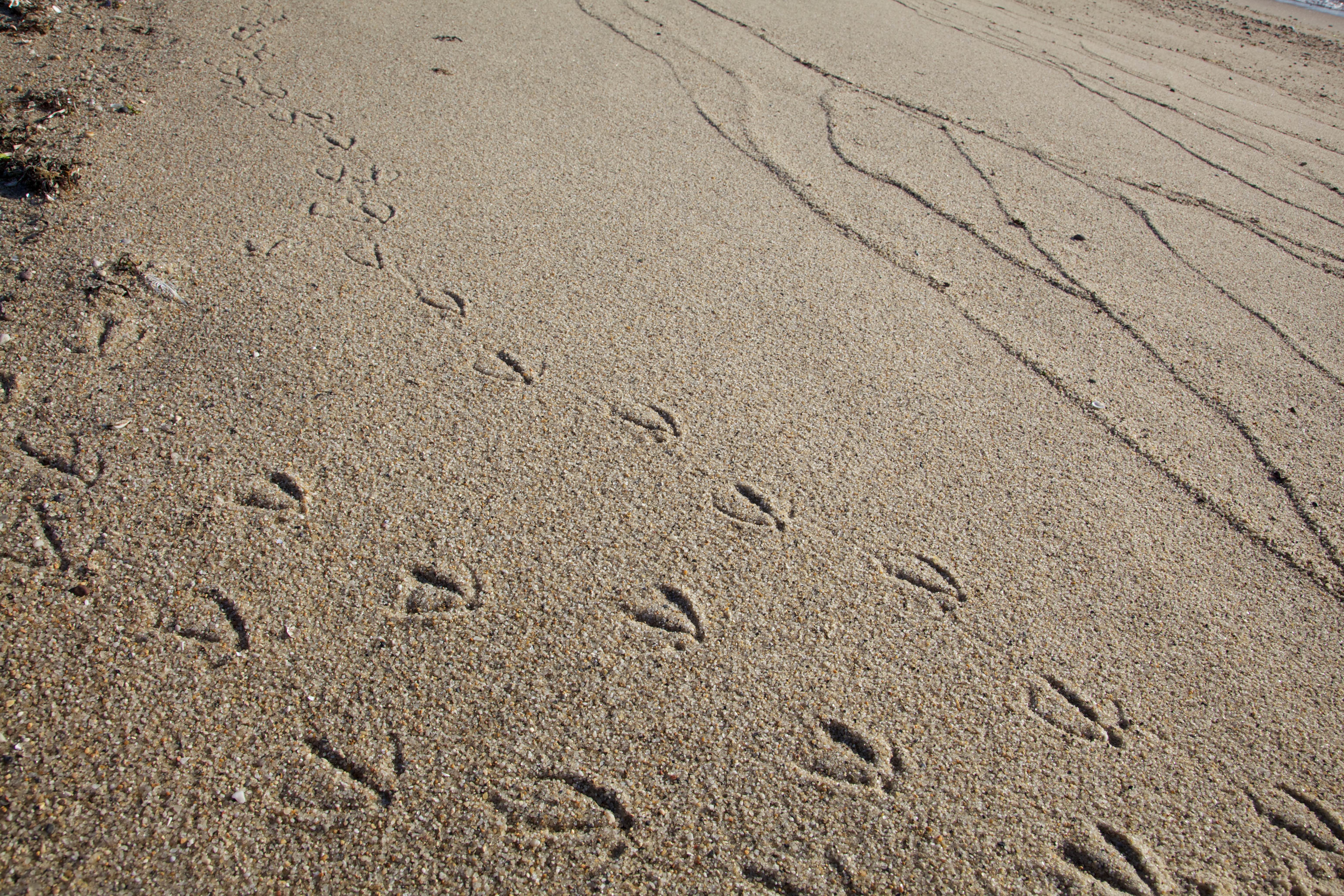 На песке остается след. Следы животных на песке. Следы птичек на песке. Следы коровы на песке. Следы обитателей пустыни.