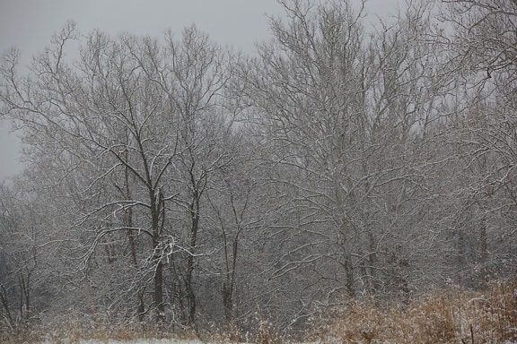 pölyämistä, laskussa, lumi, puu