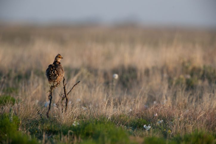 lesser prairie bird, desert