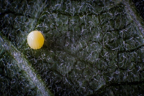macro, insect, tiny, yellow, butterfly, egg