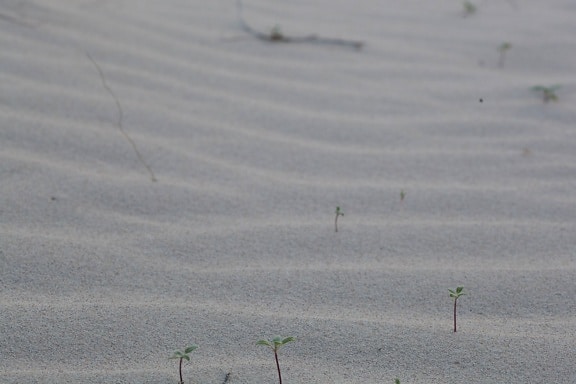 sable, désert, minuscules, des plantes, de plus en plus