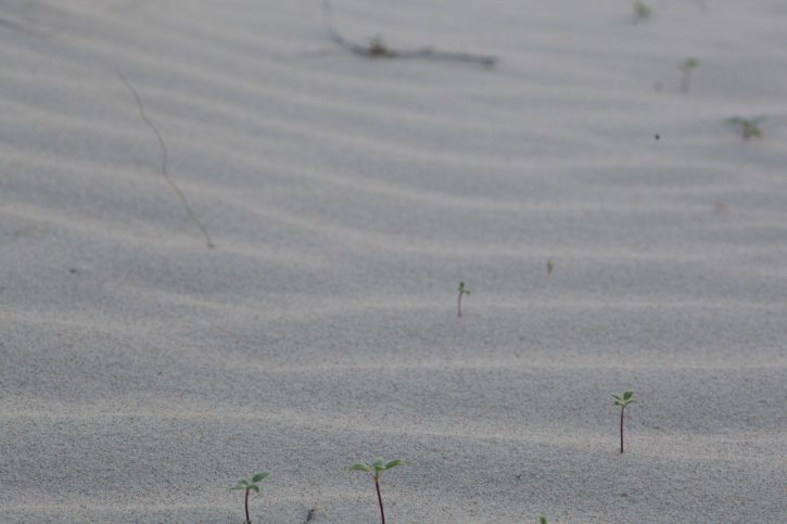 모래, 사막, 작은, 성장 하는 식물,