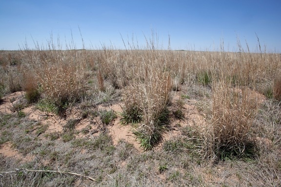 short grass, prairie, desert, habitat