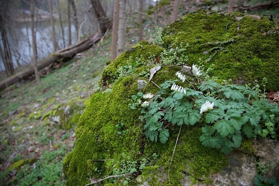 spring, woods, forest, nature, plants
