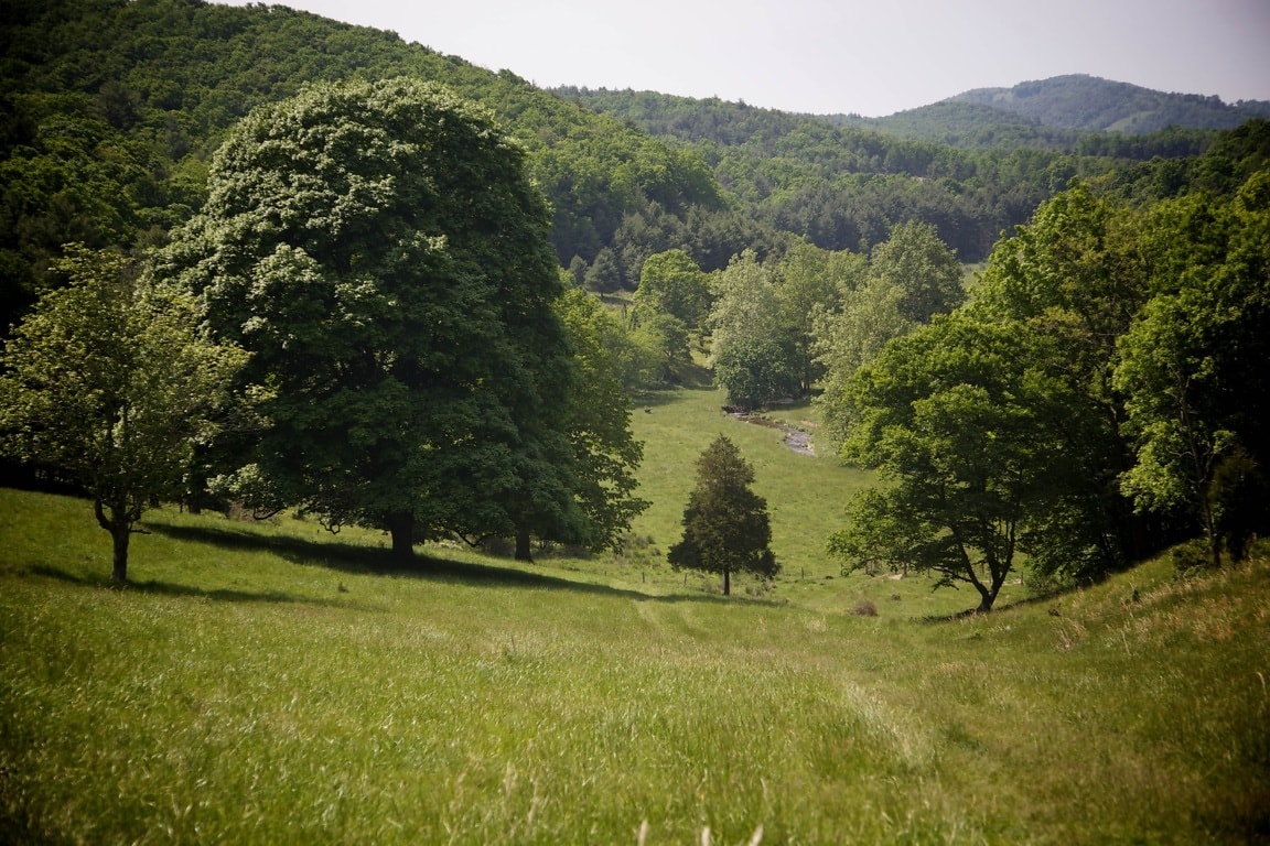 Село дерева