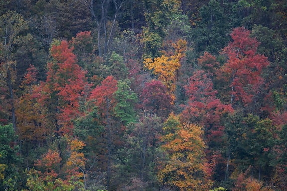 stromy, displej, podzim, barva