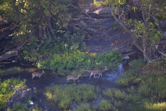 white tailed, deer, doe, walk, shallows