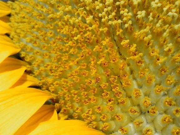 sunflower, macro, flower, petals