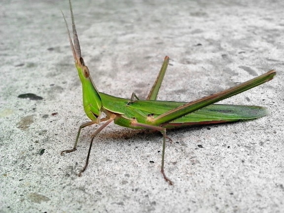 角のある昆虫、大きな緑色の昆虫