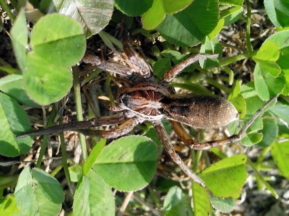 huge spider, insect, green grass