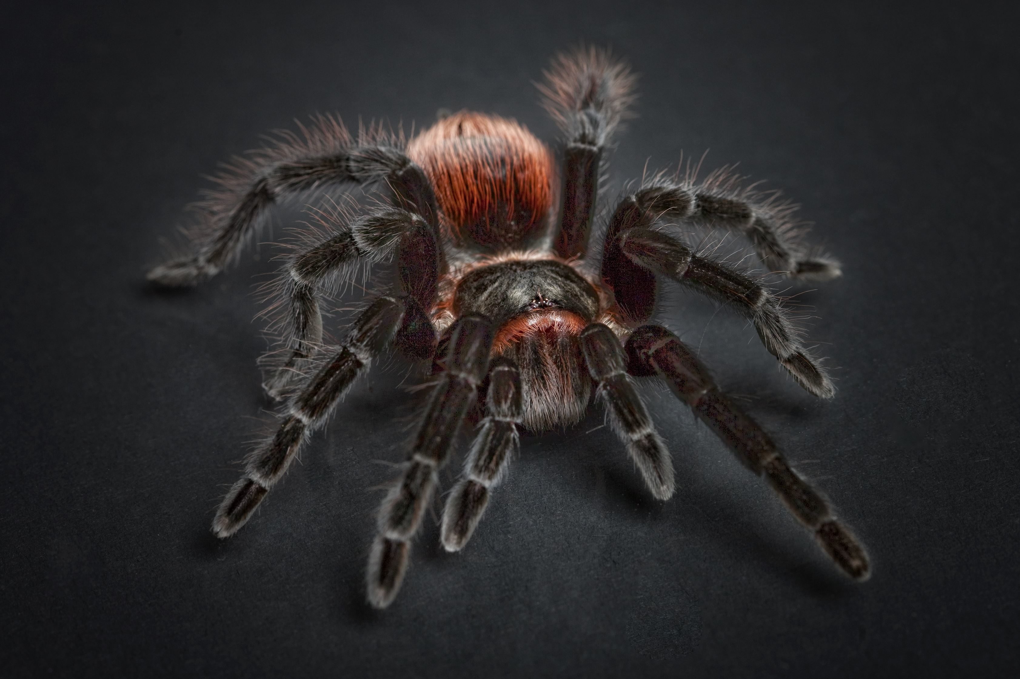 动物建筑师蜘蛛图片