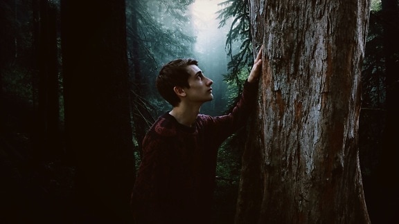 hombre, solo, muchacho, niño, oscuro, luz de día, niebla, bosque