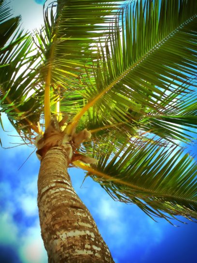 plage, caribbean, nuages, côte, noix de coco, à l'extérieur, paume, tropical, plage