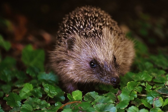 hedgehog, animal, cute, grass, mammal, nocturnal, rodent