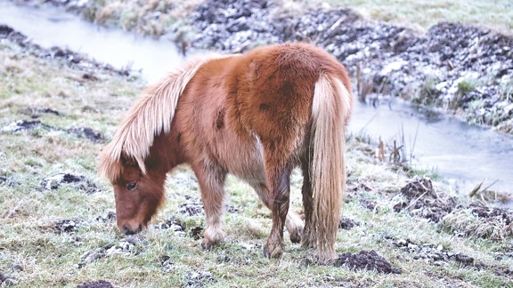cheval, agriculture, animaux, poney, prairie
