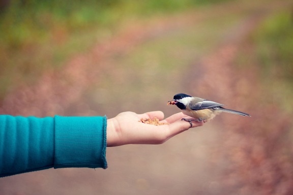 bird, animal, hand, eating, gray, white