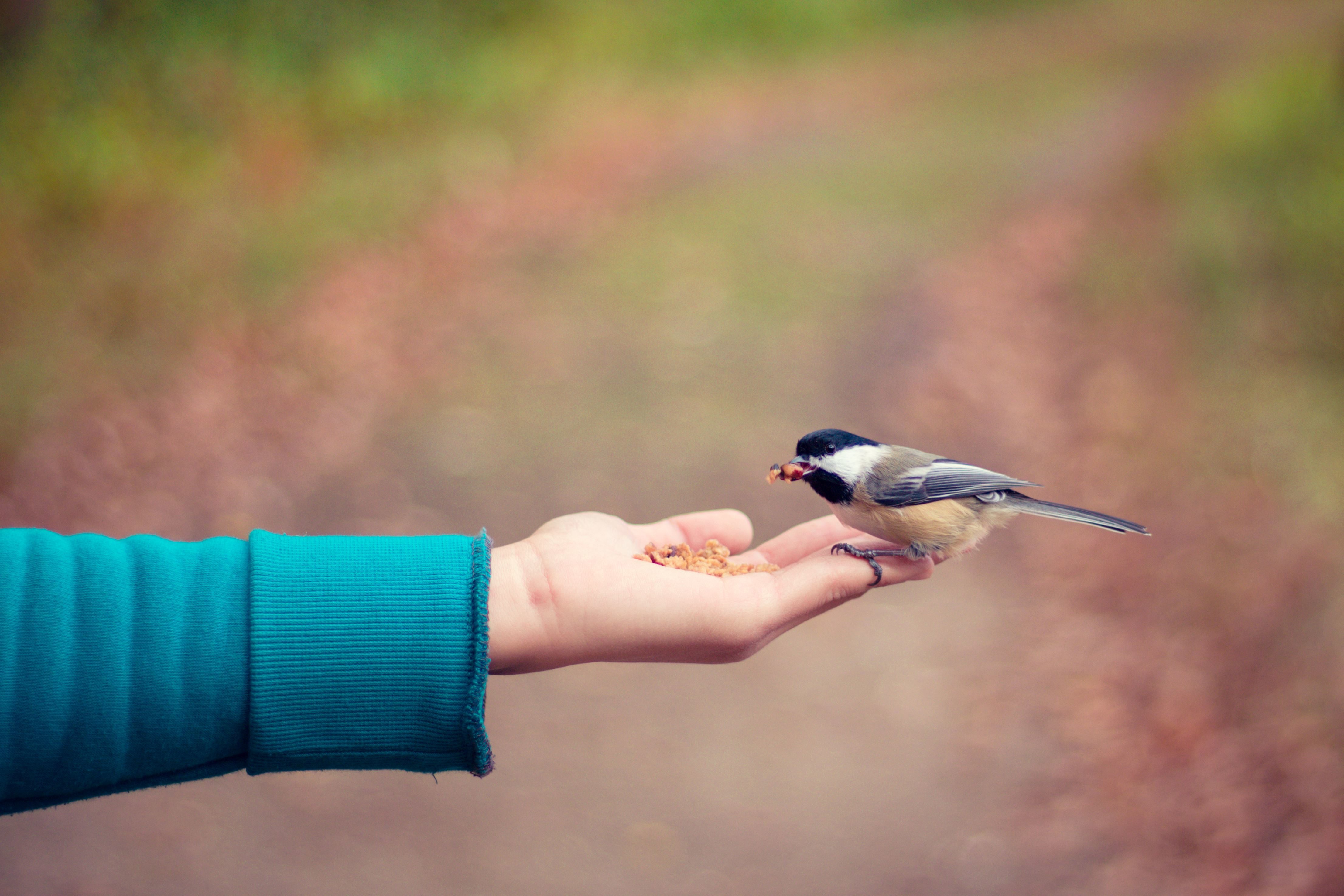 She likes birds. Птичка на руке. Птичка на ладони. Синичка на руке. Птичка на пальце.