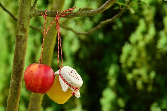 æbletræ, frugt, haven, hængende, jar, sommersæsonen, vitaminer