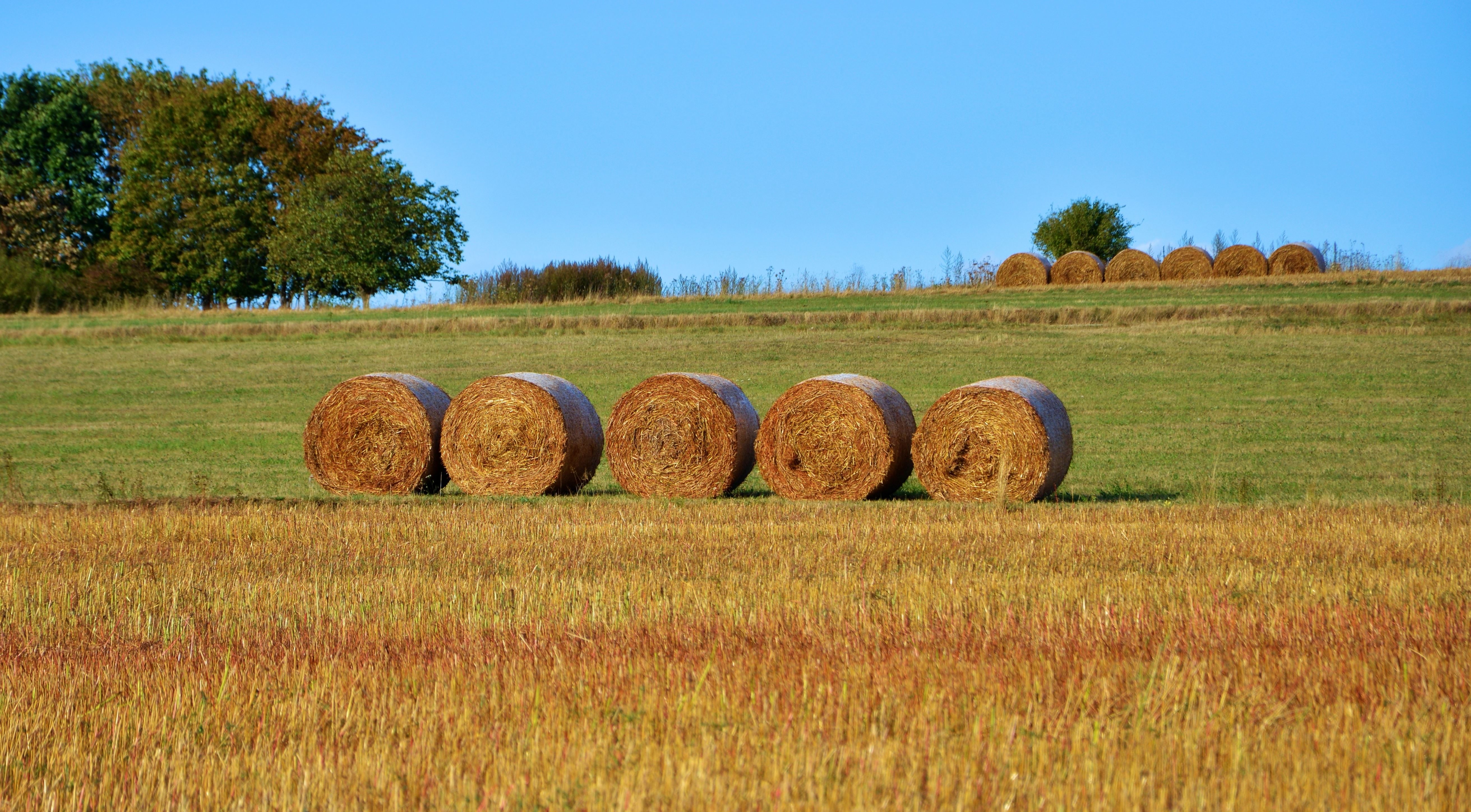 Image libre: le blé, l'agriculture, la balle, ferme, champ