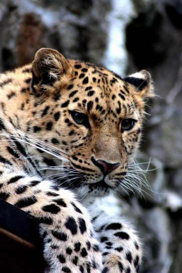Leopard, wild, Katze, Tier, Tier, Fotografie, Katze