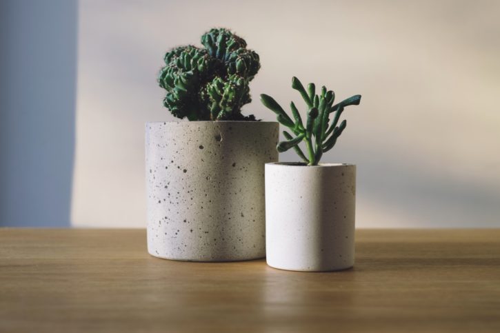 verde, plante, cactus, vase, masă