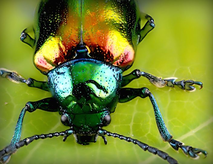 insect met groen blad, kever, macro, close-up