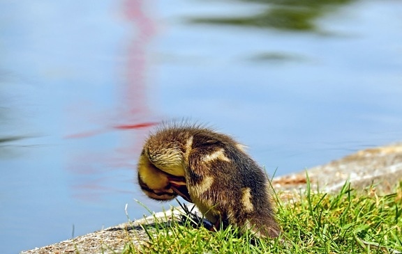 bird, duck, grass, lake, animal, pond, water