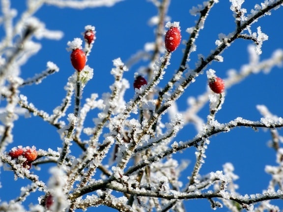 cabang, dedaunan, es, dingin, buah, hawthorn, salju, pohon, cuaca, musim dingin