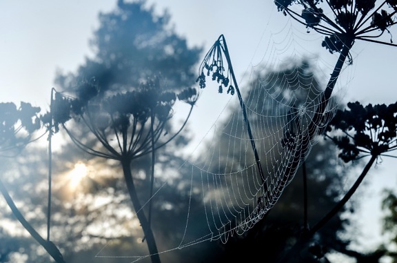 spider web, dawn, dew, mist, beautiful, plant, silhouette,
