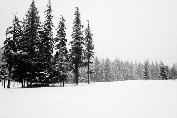 snö, träd, väder, vinter, frost, frusen, is, landskap, natur