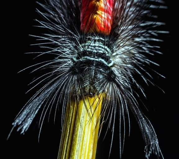 hairy insect, caterpillar