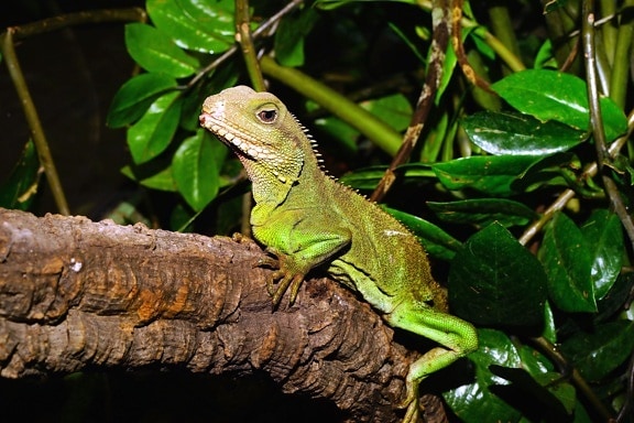 lizard, animal,  iguana, leaves, reptile, wildlife
